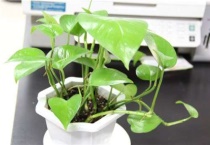 绿萝会开花吗？