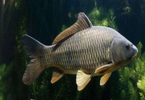 鲤鱼吃什么食物 鲤鱼的饵料如何制作