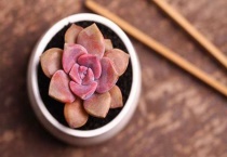 多肉紫乐和黛比的区别？