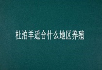 杜泊羊适合什么地区养殖