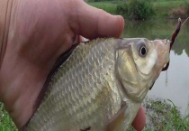 钓鲫鱼技巧及注意事项 调漂技巧有哪些？