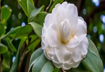 茶花需要多长时间才能结果 主要品种有哪些？