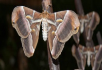 飞蛾是益虫还是害虫 为什么会扑火