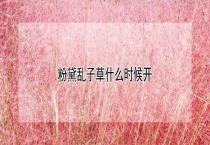 粉黛乱子草什么时候开