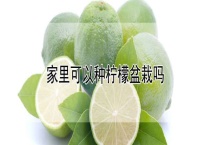 家里可以种柠檬盆栽吗？