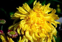 知里菊与菊花有什么区别？？