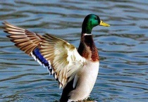 鸭子是两栖动物吗？