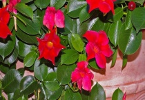 红蝉花有毒吗？