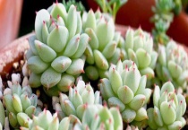 静夜烂根了怎么办？