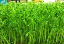 豆苗的生长过程