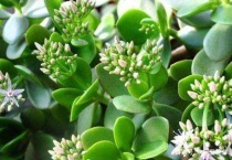 玉树两个主干怎么修剪