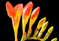 香雪兰种球催芽多久？