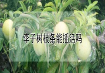 李子树枝条能插活吗？
