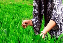 丁香茶产自哪里 丁香茶是什么？