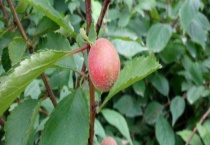 榆叶梅能吃吗？