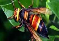 被黑尾胡蜂蛰了怎么办 附注意事项