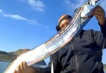 刀鱼和带鱼的区别？是不是一种鱼啊