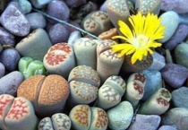 怎么判断生石花服盆