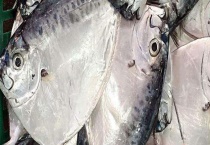 鲳鱼是海鱼还是淡水鱼？食物习性是什么？