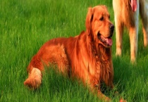 金毛犬会咬人吗？咬人怎么办 性格如何