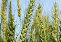 小麦的品种有哪些？