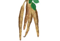 葛根是什么东西 葛根有什么功效