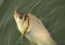 初夏钓鲫鱼饵料配方推荐 气温不同配方有所不同