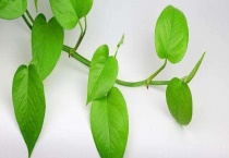 绿萝的繁殖方法 绿萝扦插繁殖多久？