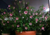 小木槿黄叶怎么回事