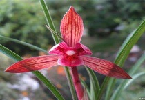 兰花醉红素草的特点