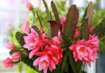 令箭荷花三棱能开花吗？