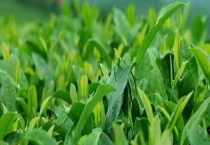 茶园管理技术 附施肥时间与多久？