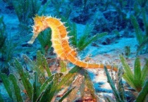 海马属于真正的鱼吗？