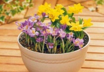 花盆里有小蜈蚣有害吗？