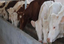 酒糟养牛技术 酒糟怎样储存保鲜