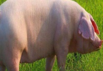 后备母猪不发情怎么办？附后备母猪饲养管理技术