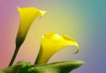 马蹄莲的开放时间是几月