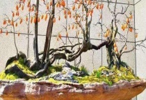 老鸦柿扦插多久？