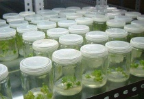 组培兰花几年能开花