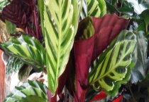 花叶竹芋有毒吗？