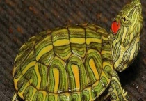 巴西龟的养殖方法 日常有哪些养殖注意事项