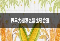 养羊大棚怎么建比较合理