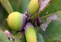 白栎果实能吃吗？