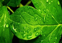 怎样区分叶绿体和叶绿素 附叶绿素的分子结构