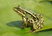 青蛙是卵生还是胎生