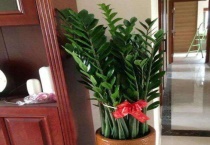 金钱树怎么换盆