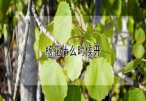 杨花什么时候开
