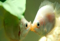 接吻鱼好不好养殖？该怎么养 吃什么食物