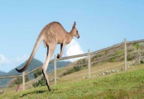 袋鼠尾巴的作用是什么 有哪些品种