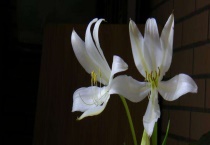 香殊兰与文殊兰的区别？